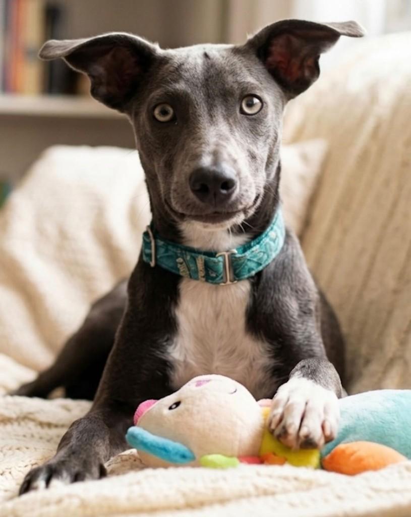 Nanda, cachorro de porte médio para adoção em Salvador - BA