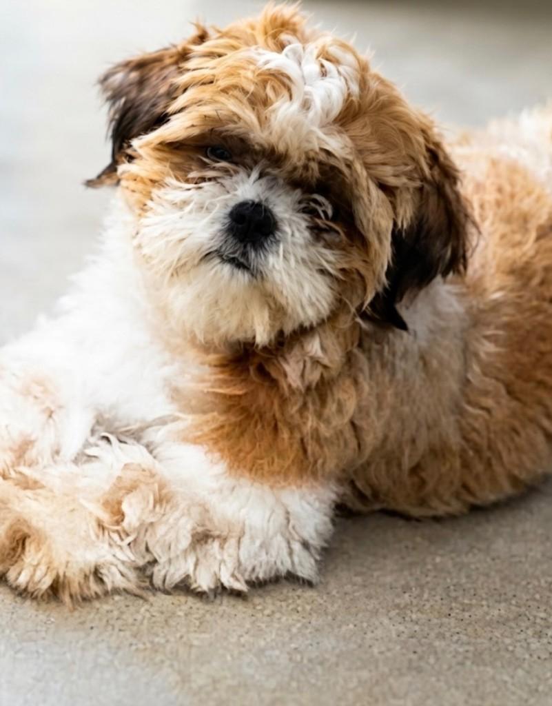 Billy, cachorro de porte pequeno para adoção em Salvador - BA