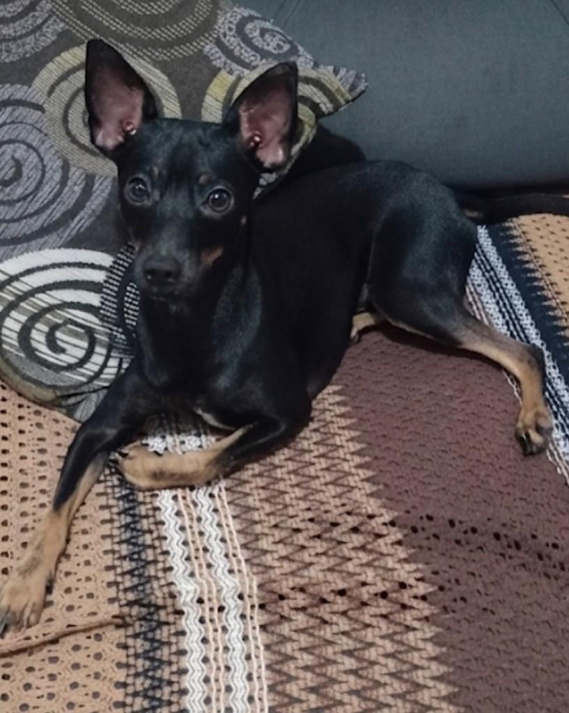 Theo, cachorro de porte pequeno para adoção em Salvador - BA