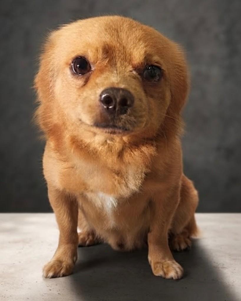 Dean, cachorro de porte pequeno para adoção em Salvador - BA