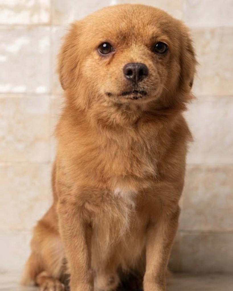 Dean, cachorro de porte pequeno para adoção em Salvador - BA — foto 2 de 2