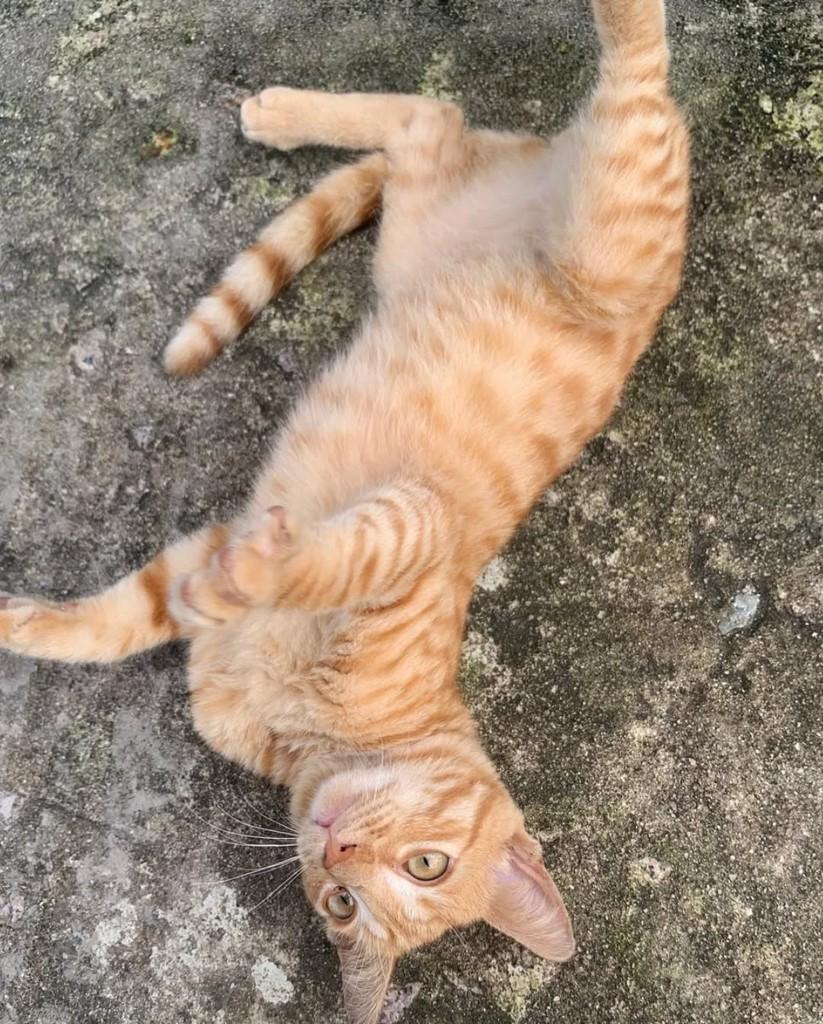 Ruivinho, gato de porte pequeno para adoção em João Pessoa - PB