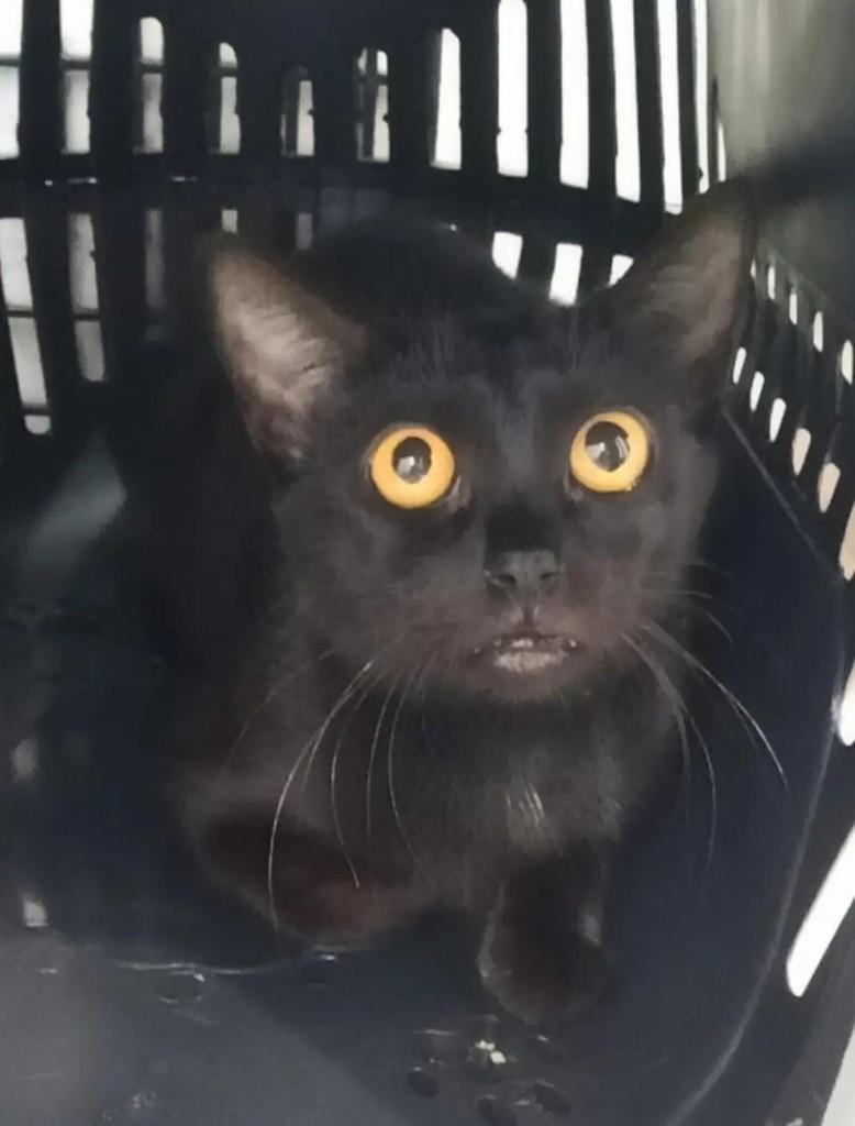 Violeta, gato para adoção em João Pessoa - PB