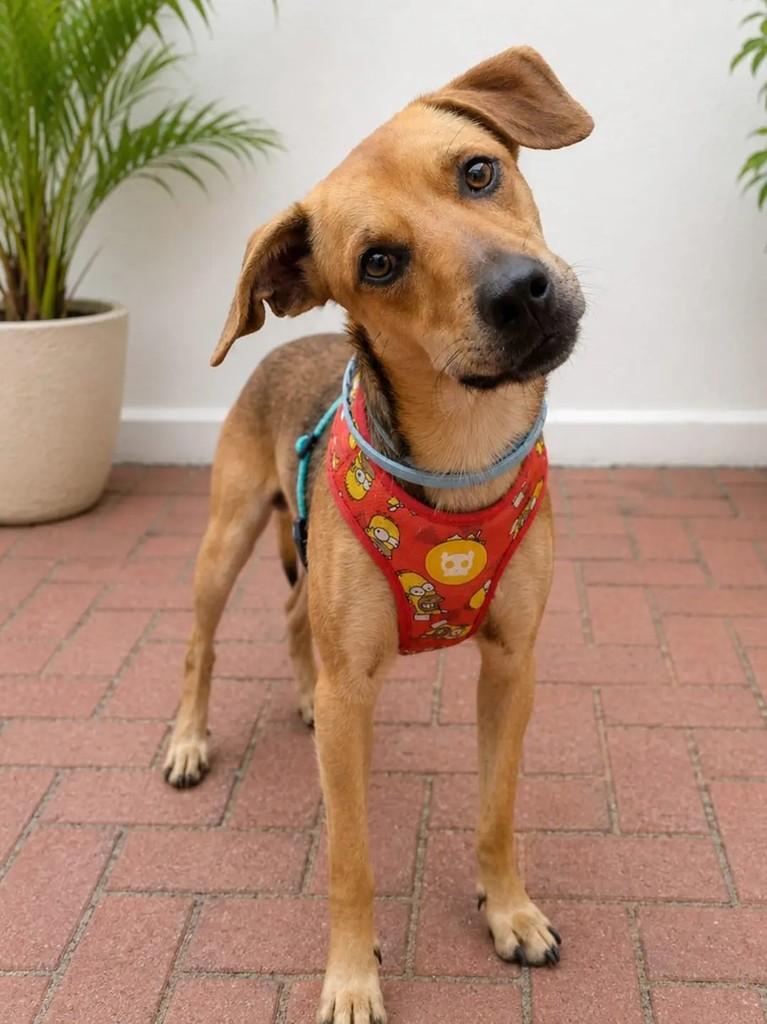 Amendoim, cachorro de porte médio para adoção em João Pessoa - PB