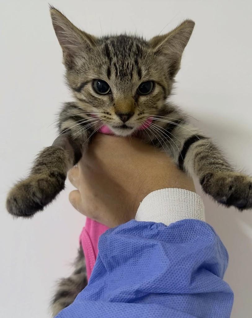 Filhotinha, gato de porte pequeno para adoção em João Pessoa - PB