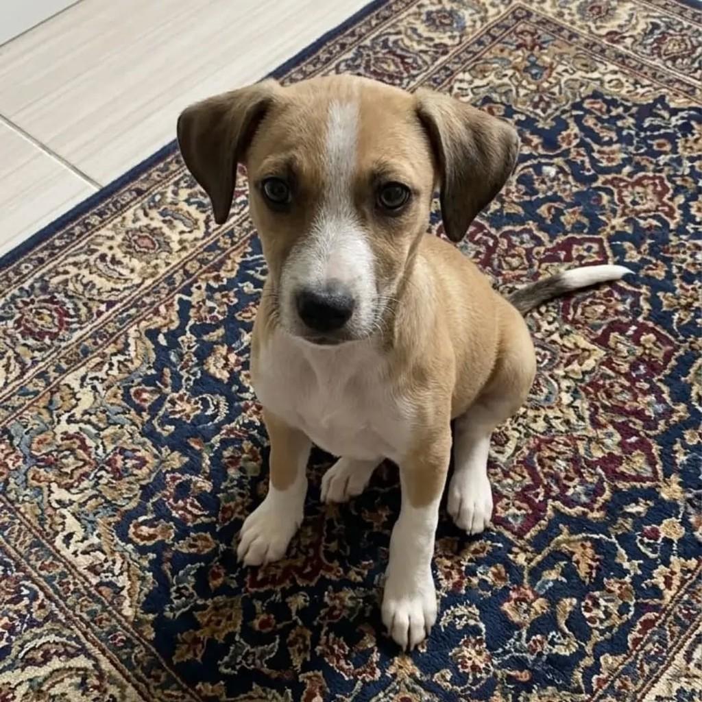 Menininho Lindo, cachorro de porte pequeno para adoção em João Pessoa - PB
