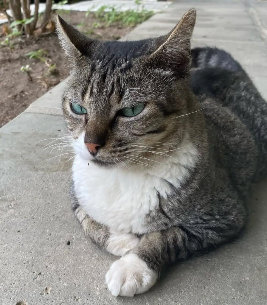 Tom, gato de porte médio para adoção em João Pessoa - PB