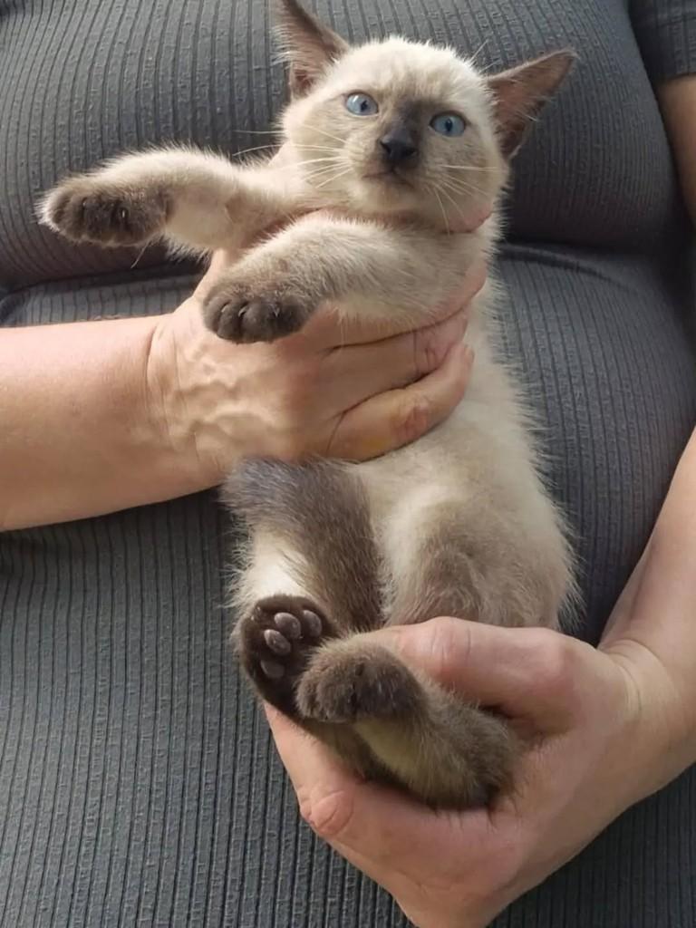Ursinho, gato de porte pequeno para adoção em João Pessoa - PB