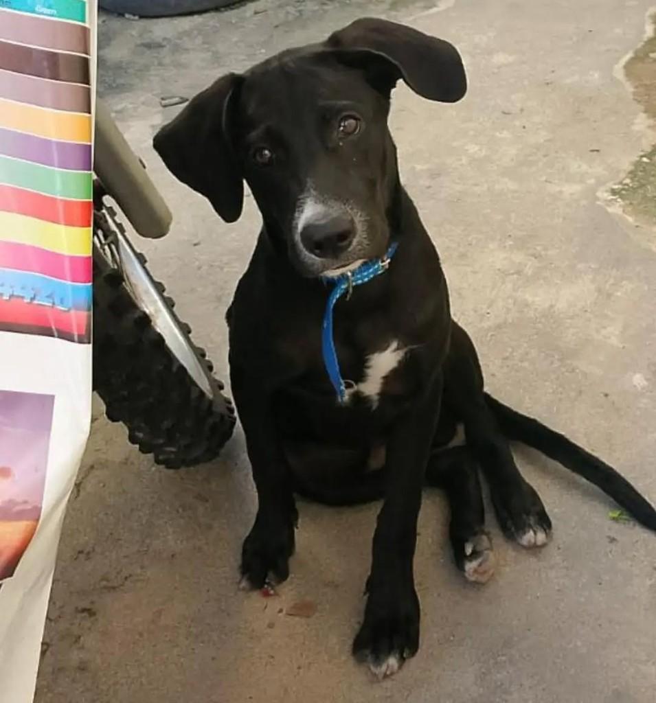 Bob, cachorro de porte pequeno para adoção em João Pessoa - PB