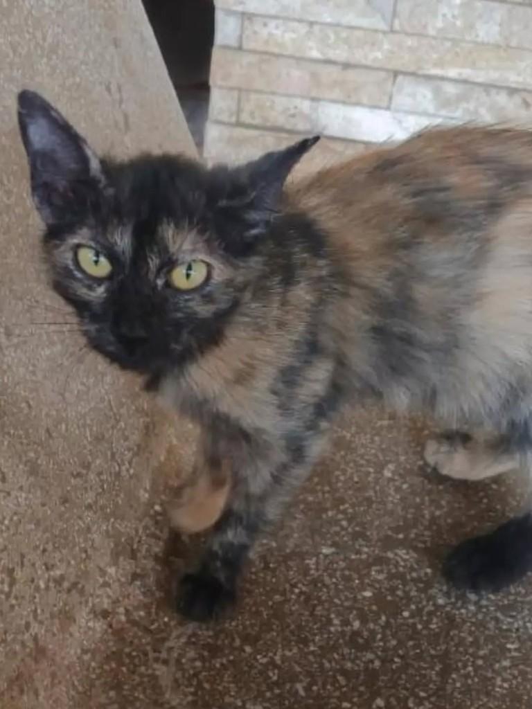 Casquinha de Tartaruga, gata de porte pequeno para adoção em João Pessoa - PB