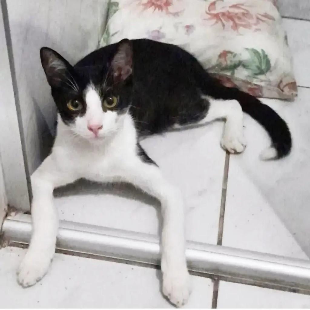 Frajolinha, gato de porte pequeno para adoção em João Pessoa - PB