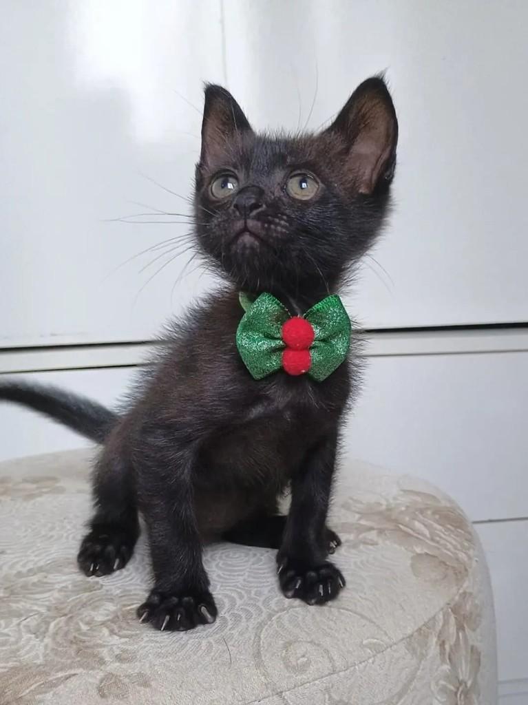 Breuzinho, gato de porte pequeno para adoção em João Pessoa - PB