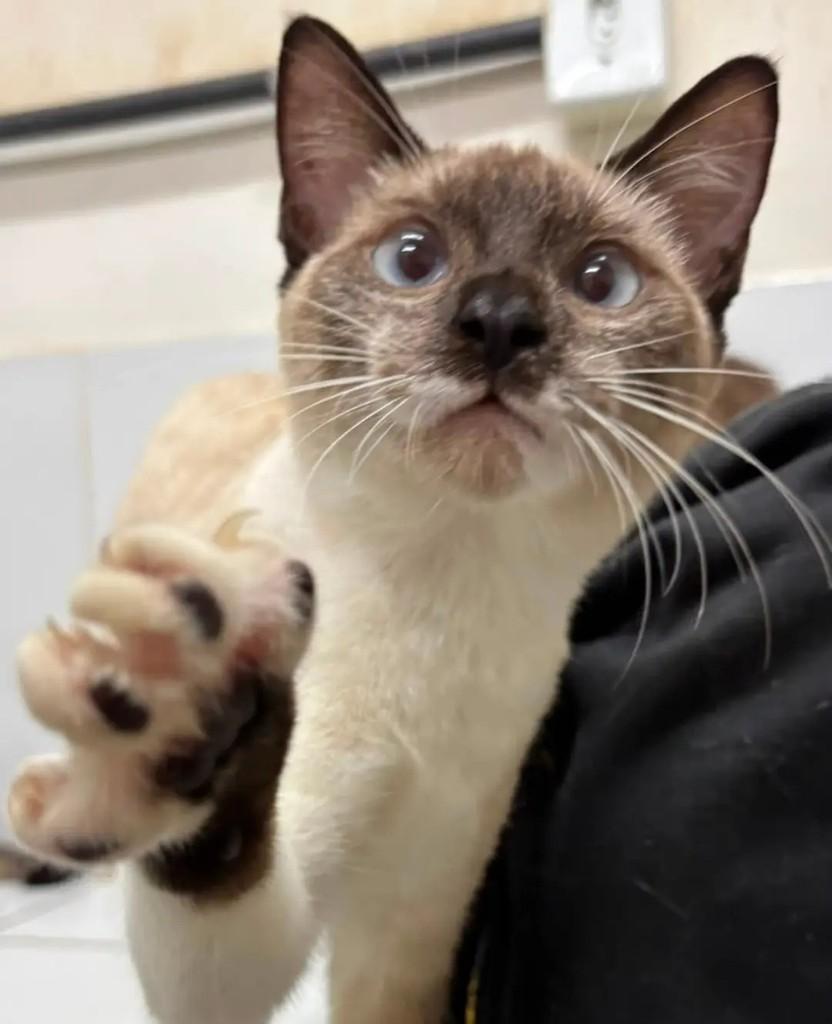 Tetêo, gato de porte pequeno para adoção em João Pessoa - PB