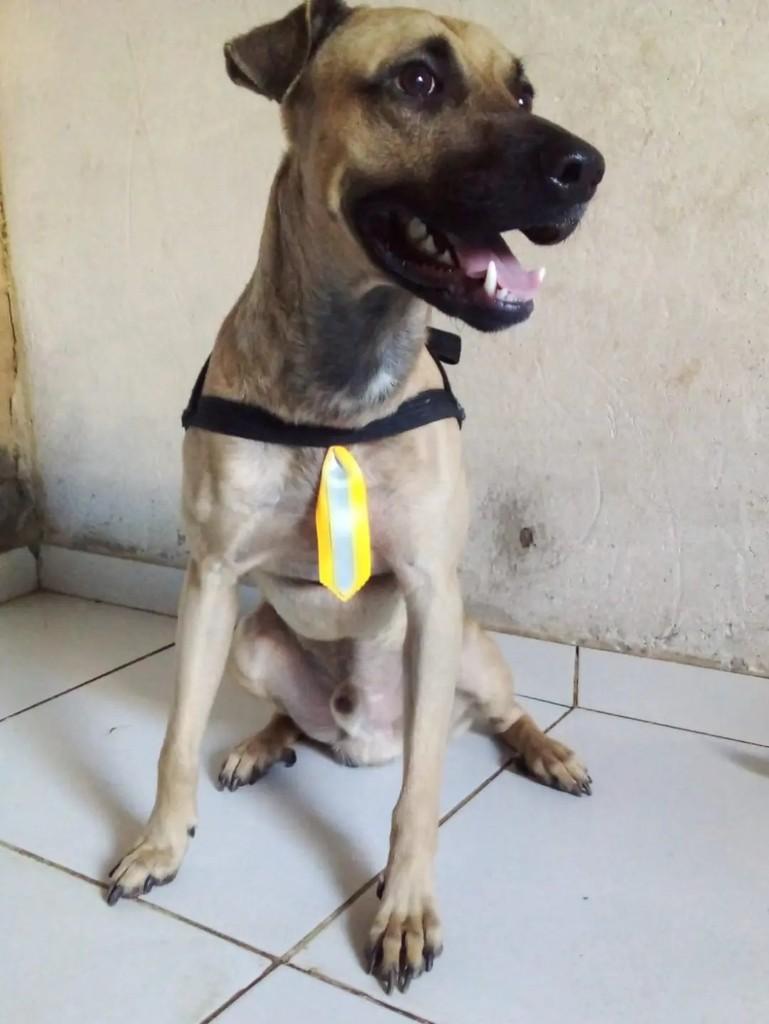 Baruque, cachorro de porte médio para adoção em João Pessoa - PB
