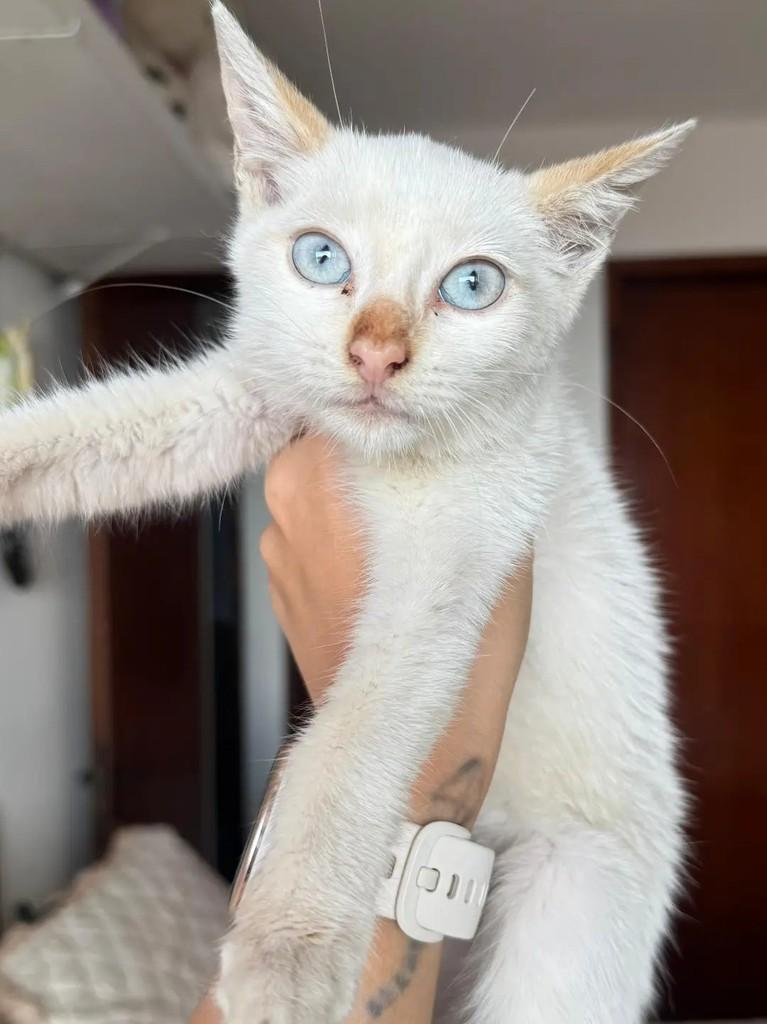 Galega, gata de porte pequeno para adoção em João Pessoa - PB