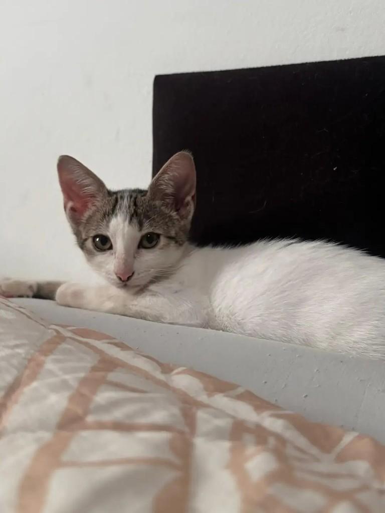 Lili, gato de porte pequeno para adoção em João Pessoa - PB