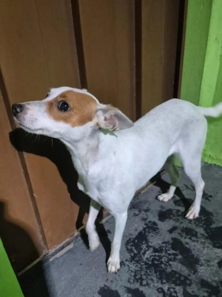 Branquinha, cachorro de porte médio para adoção em João Pessoa - PB