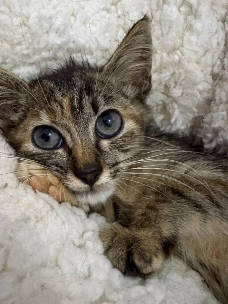 Tigradinha, gata de porte pequeno para adoção em João Pessoa - PB