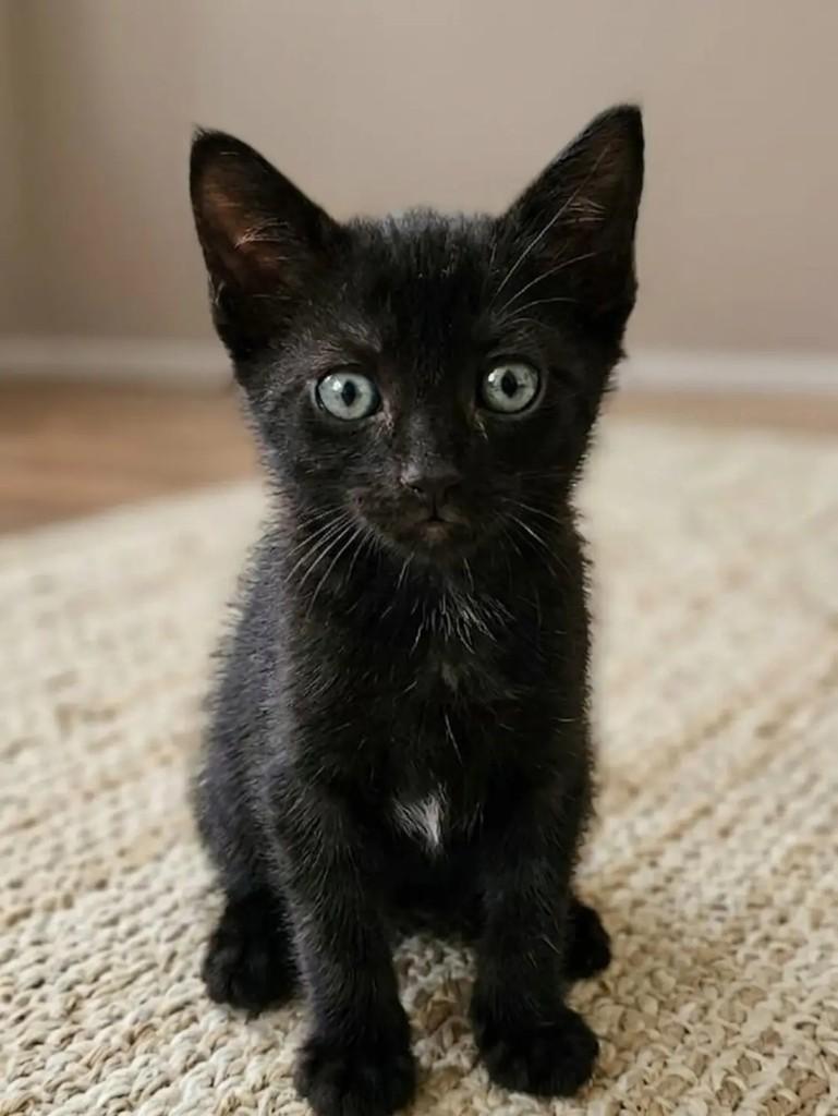 Gatinhos, gato de porte pequeno para adoção em João Pessoa - PB