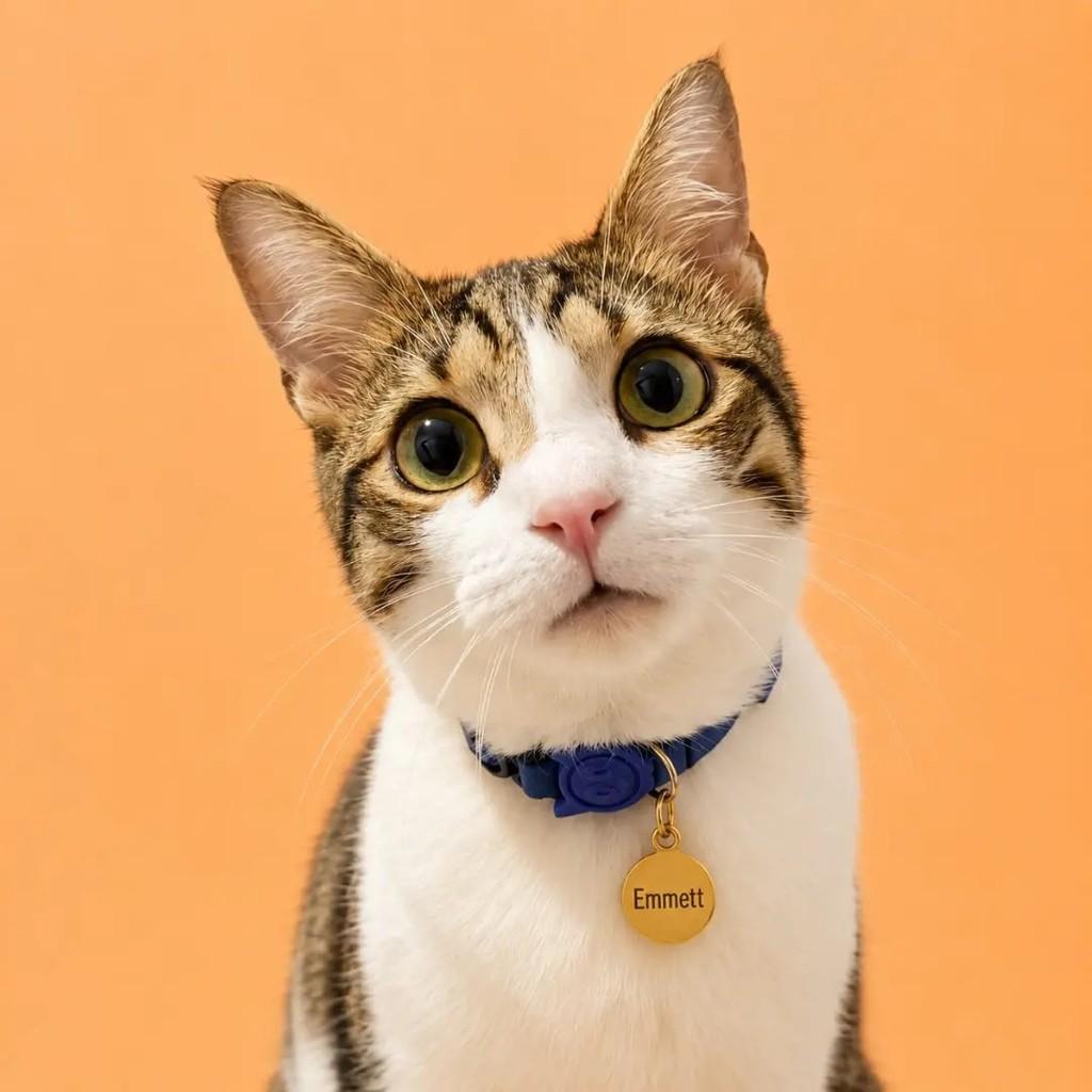 Emmett, gato de porte pequeno para adoção em João Pessoa - PB