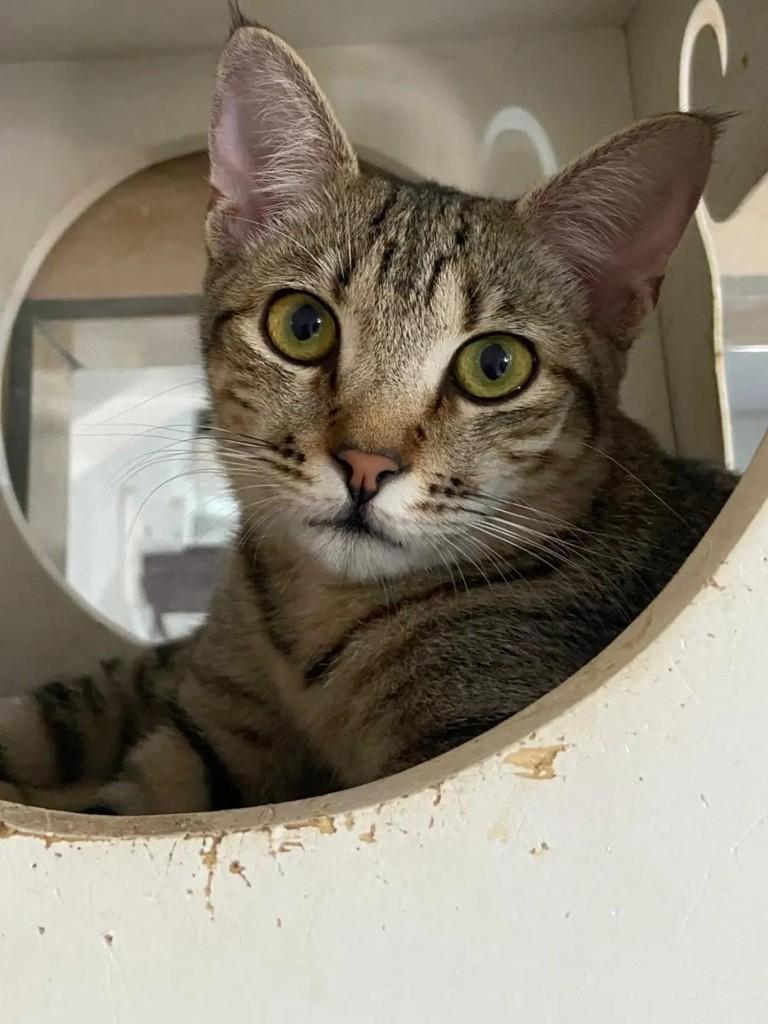Ângela, gata de porte pequeno para adoção em João Pessoa - PB