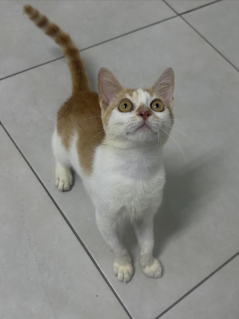 Kiara, gata de porte pequeno para adoção em João Pessoa - PB