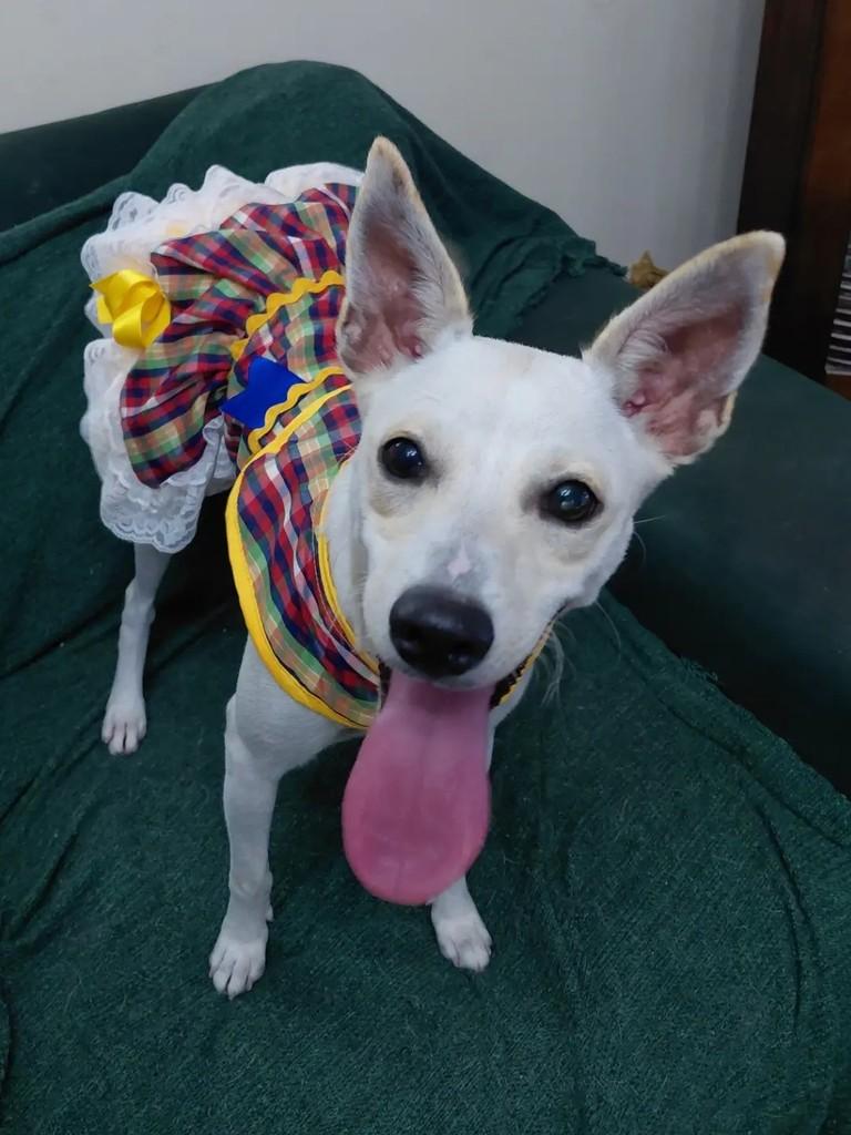 Carolina, cachorro de porte pequeno para adoção em João Pessoa - PB