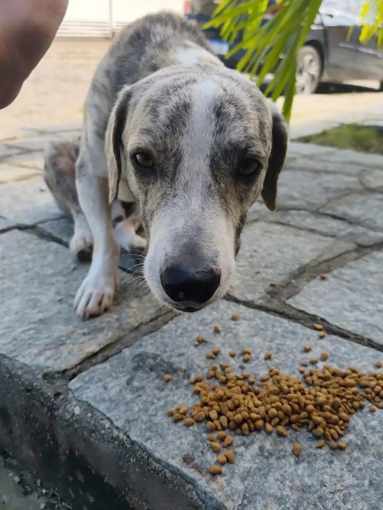 Fofinho, cachorro de porte pequeno para adoção em João Pessoa - PB