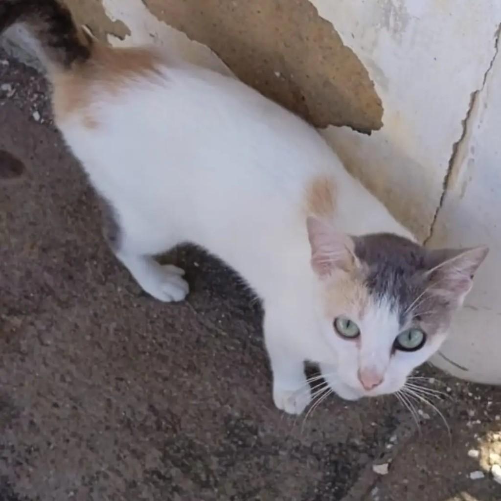 Princesinha, gata para adoção em João Pessoa - PB