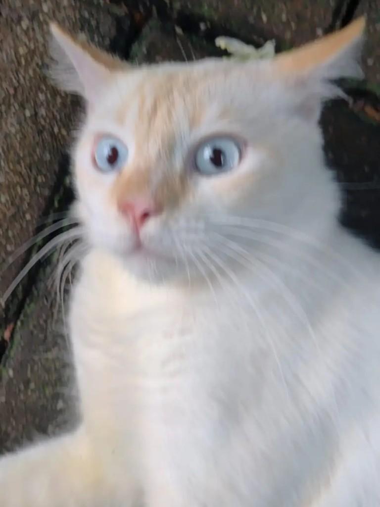 Mingau, gato para adoção em João Pessoa - PB