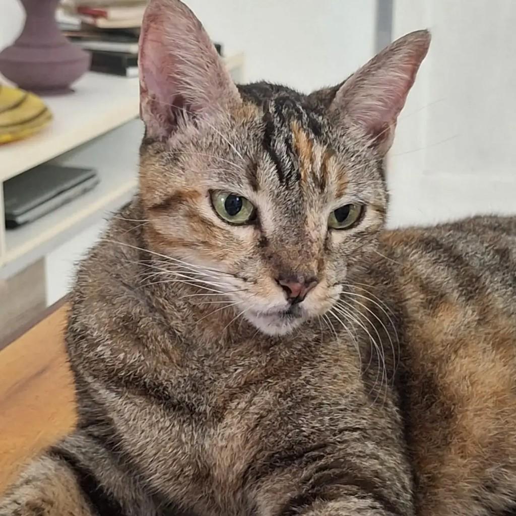 Melissa, gata de porte médio para adoção em João Pessoa - PB