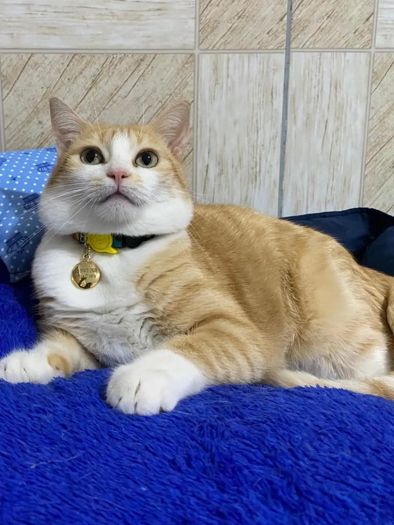 Kyojuro Rengoku, gato de porte médio para adoção em João Pessoa - PB