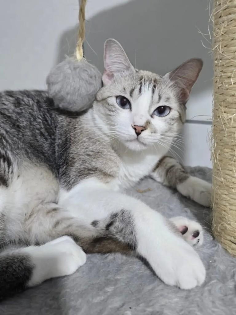 Lilith, gato de porte médio para adoção em João Pessoa - PB