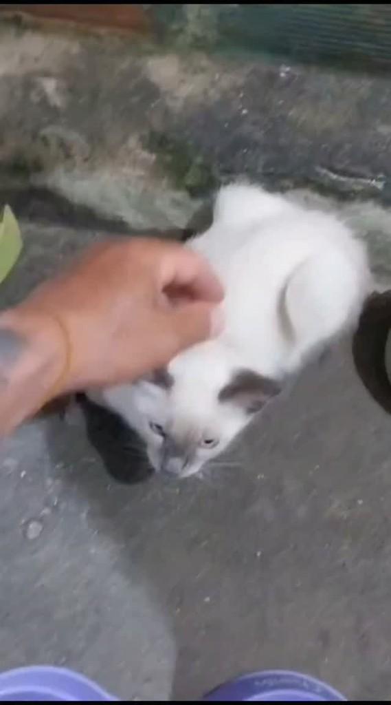 Siamesinho, gato de porte pequeno para adoção em João Pessoa - PB