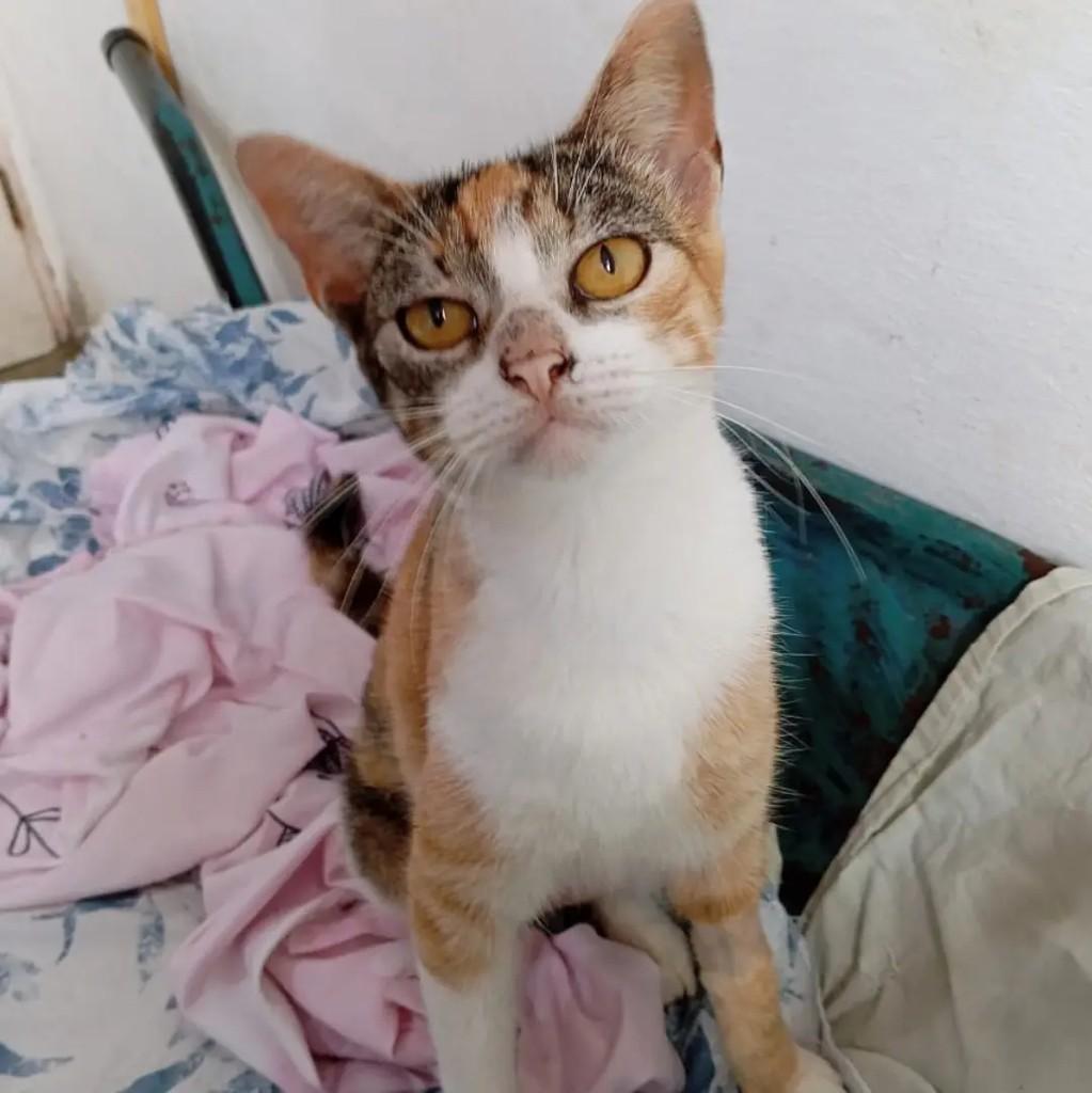 Amor Em Três Cores, gata para adoção em João Pessoa - PB
