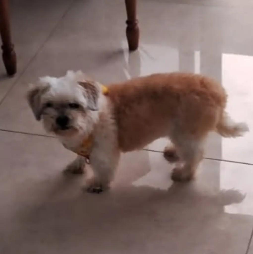 Bibi, cachorro de porte médio para adoção em São Paulo - SP