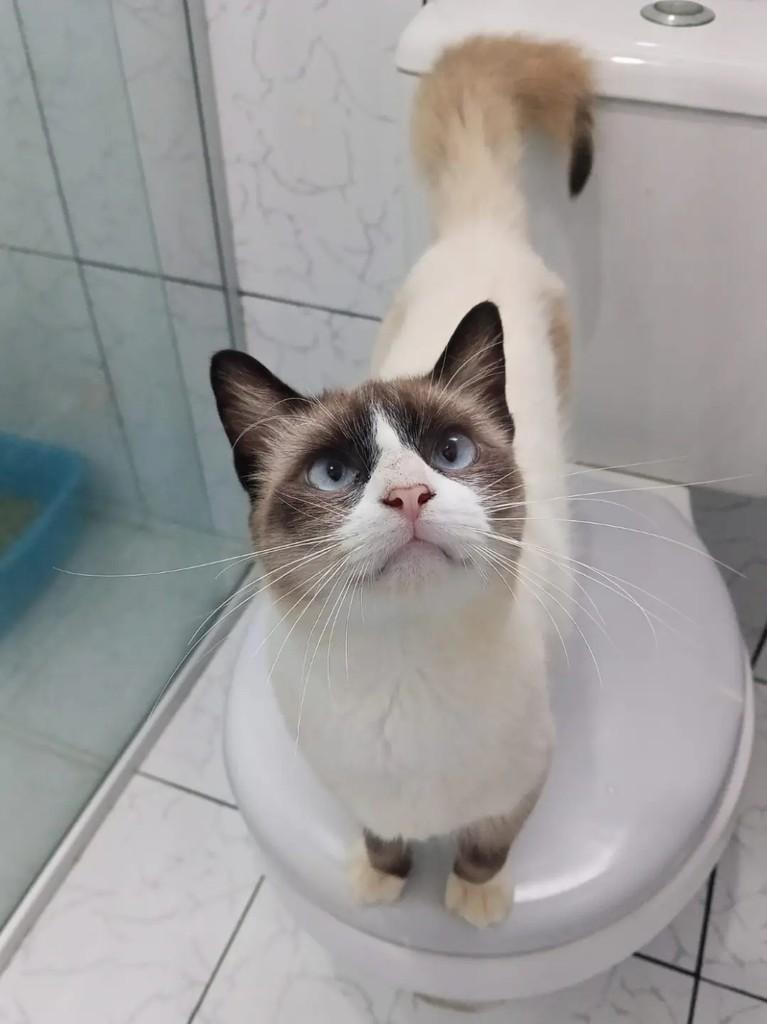 Gabriel, gato de porte pequeno para adoção em João Pessoa - PB
