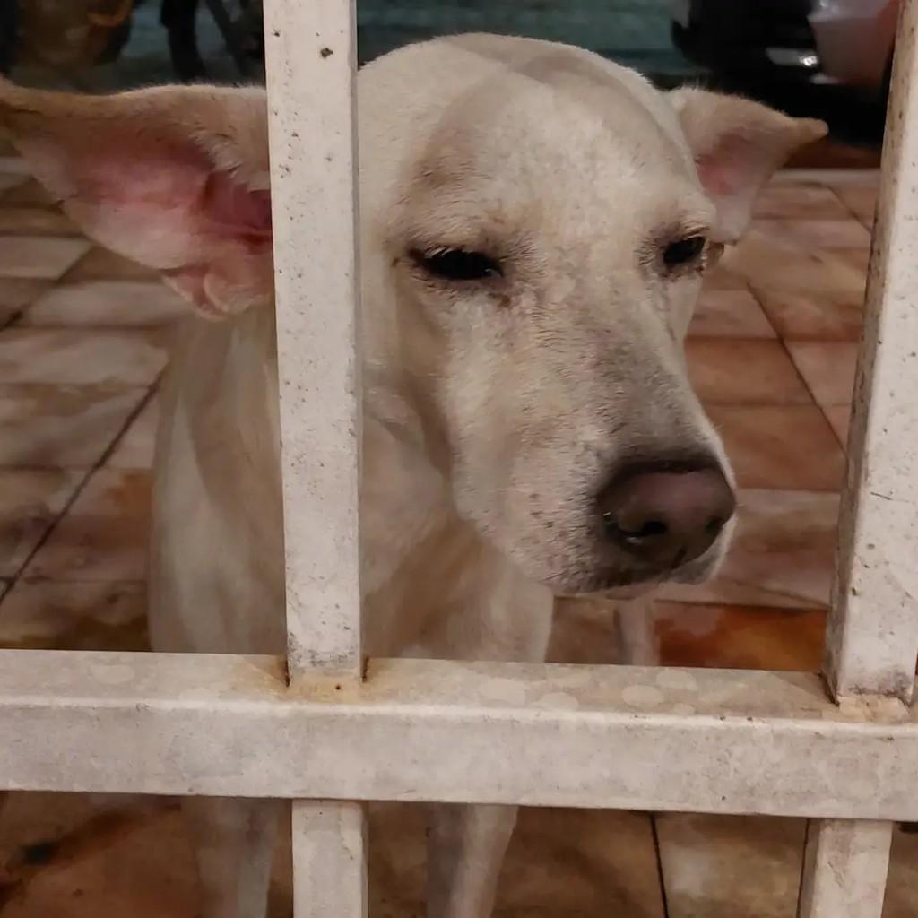 Meninão, cachorro de porte médio para adoção em Manaíra - PB