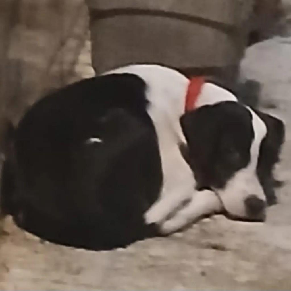 Pretinha, cachorro de porte grande para adoção em João Pessoa - PB