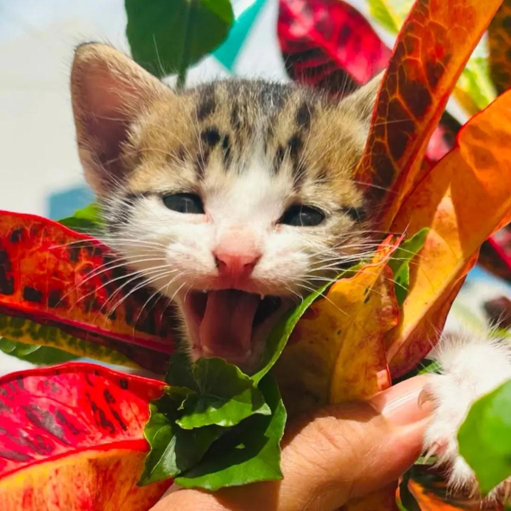 Semírames, gato de porte pequeno para adoção em João Pessoa - PB
