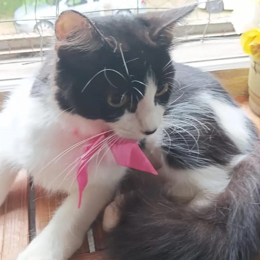 Mimosa, gata de porte pequeno para adoção em João Pessoa - PB
