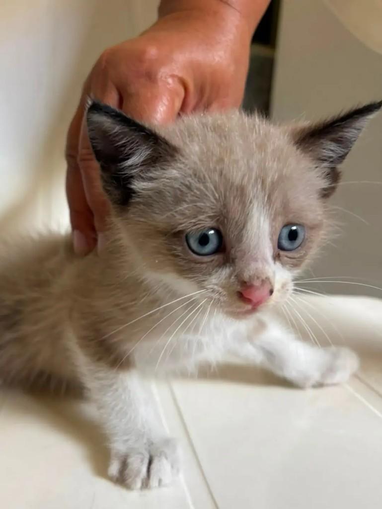 Lindo gatinho, gato de porte pequeno para adoção em João Pessoa - PB