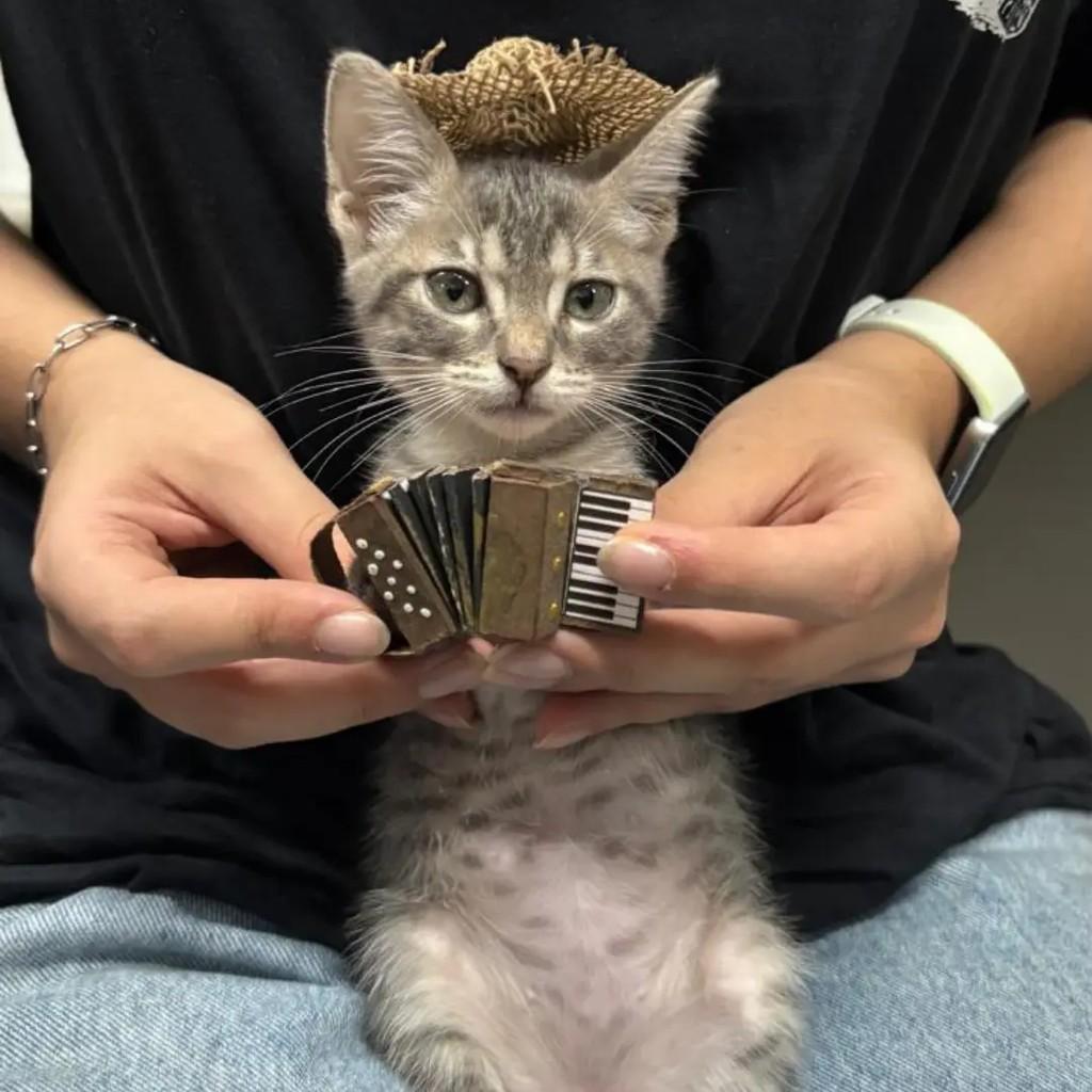 Sanfoneira, gata para adoção em João Pessoa - PB