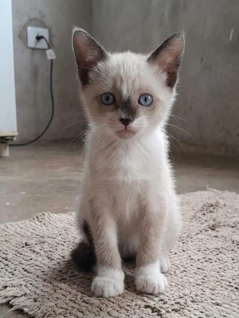 Lindaa, gata de porte pequeno para adoção em João Pessoa - PB