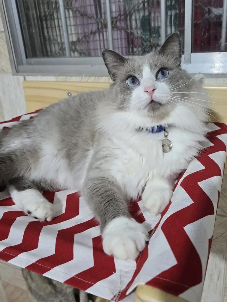 Apolo, gato de porte médio para adoção em João Pessoa - PB