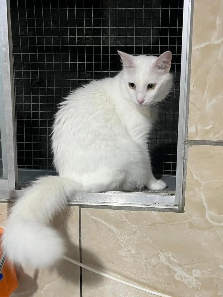 Oliver, gato para adoção em João Pessoa - PB