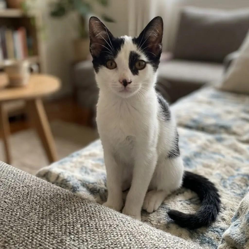 Chico, gato de porte pequeno para adoção em João Pessoa - PB