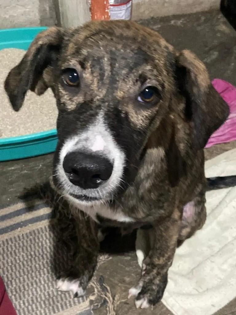 Francisco, cachorro de porte pequeno para adoção em João Pessoa - PB