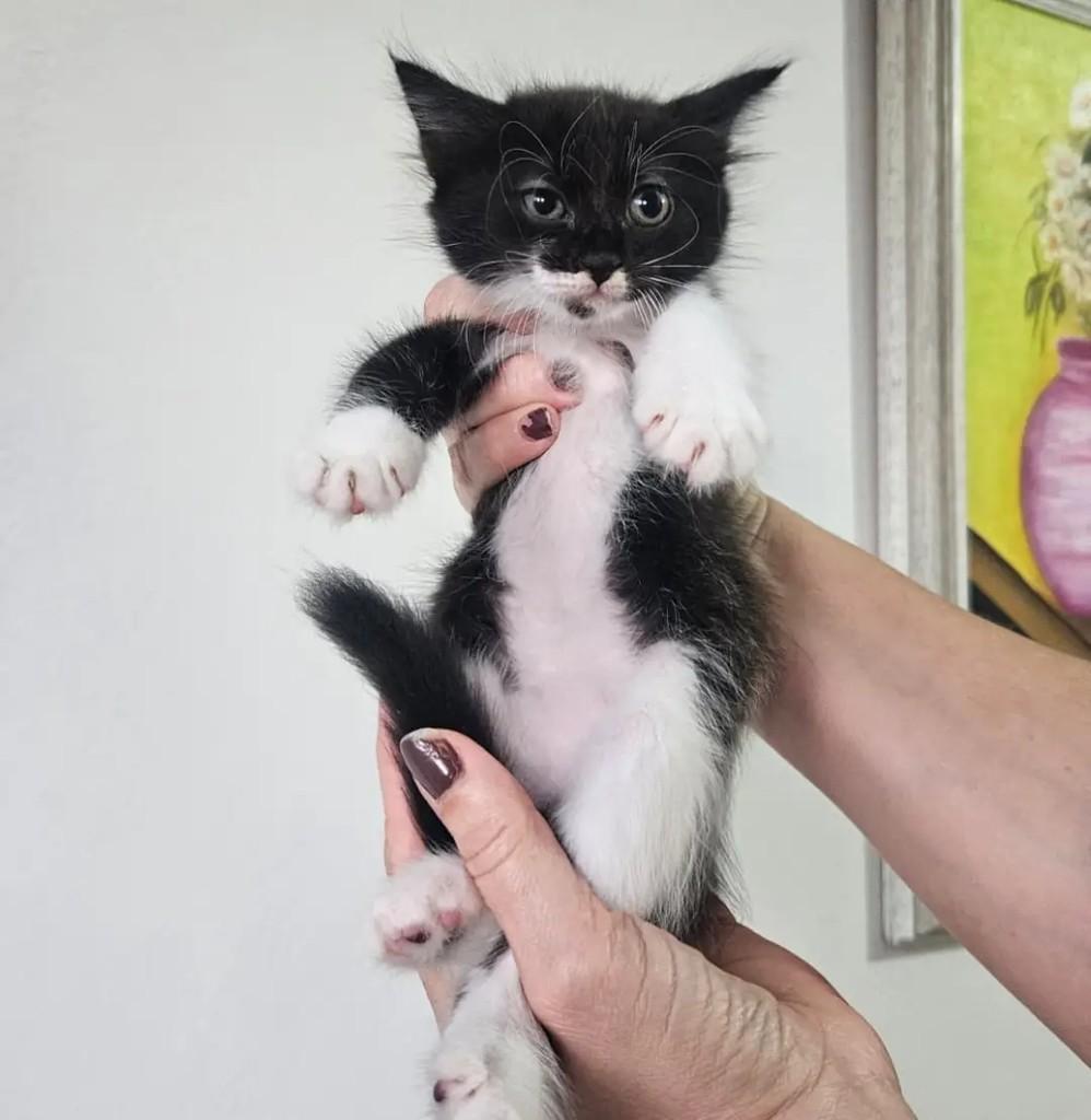 Linda princesa, gata de porte pequeno para adoção em João Pessoa - PB