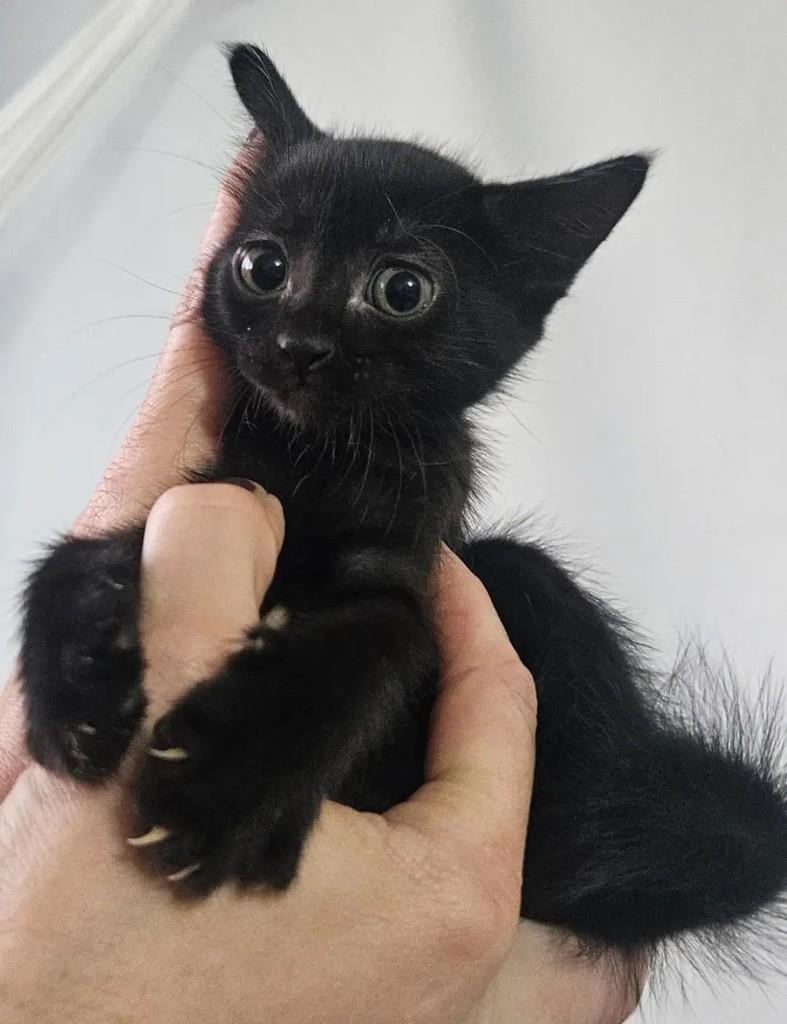 Julyane, gata de porte pequeno para adoção em João Pessoa - PB